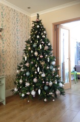 Show Us Your TREES!