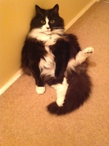 How big is your biggest cat?