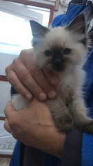 WIBU to wake up my kitten because he kept me up all night? *pics*