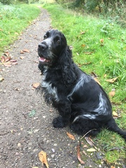Working cocker spaniel decision!