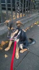 I love my dog.