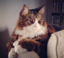 How big is your biggest cat?