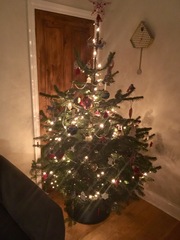 Show Us Your TREES!
