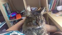 Dick moves your pets have made
