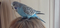 Why I love budgies