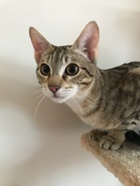 Our new kitten
