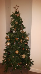 Show Us Your TREES!