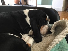 What's special about your breed of dog?
