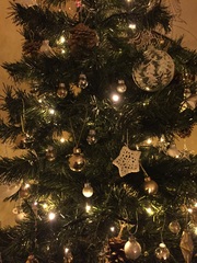 Show Us Your TREES!