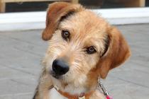 Thinking of getting a puppy......
