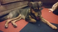 I love my dog.