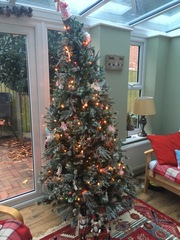 Show Us Your TREES!