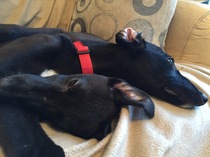Meet my foster puppies!