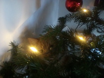 Sev , the tree and the lights