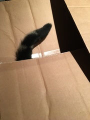 Balancing objects on cats.