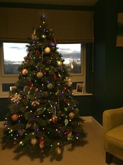 Show Us Your TREES!