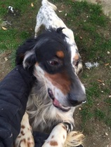 English Setter needs a UK Foster home or adoption