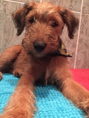 What's special about your breed of dog?