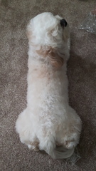 Pokemon Go #5. In which Grimer runs a Muk and gets slapped round the chops with a Flappy Fish.