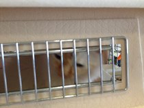 Cats on planes