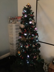 Show Us Your TREES!