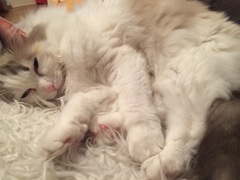 Ragdoll or BSH?