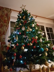 Show Us Your TREES!