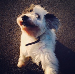 Dog DNA test - the results are in!