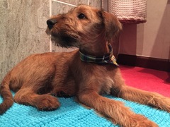 What's special about your breed of dog?