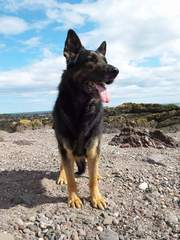 What's special about your breed of dog?
