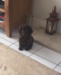 Working cocker spaniel decision!