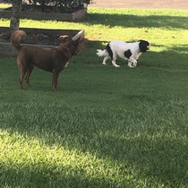 What's special about your breed of dog?