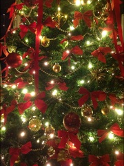 Show Us Your TREES!