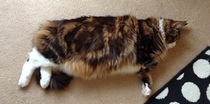 How big is your biggest cat?