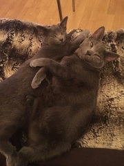 How big is your biggest cat?