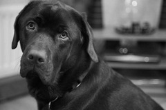 Labrador puppy name