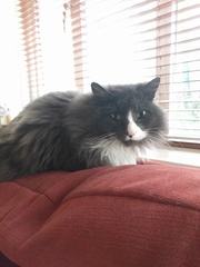 Show me your pussy!