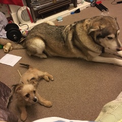 What's special about your breed of dog?