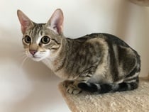 Our new kitten