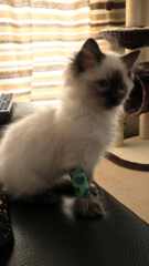 WIBU to wake up my kitten because he kept me up all night? *pics*