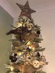 Show Us Your TREES!