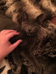 Show me your pussy!