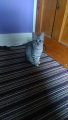 New kittens!
