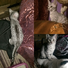 WIBU to wake up my kitten because he kept me up all night? *pics*