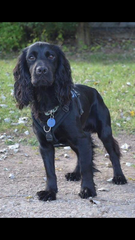 Working cocker spaniel decision!