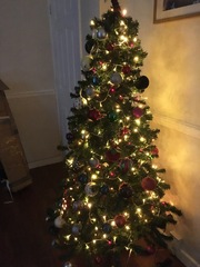 Show Us Your TREES!