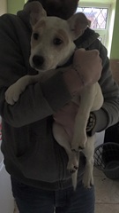 Anybody had a doggy DNA test done