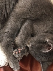 Show me your pussy!
