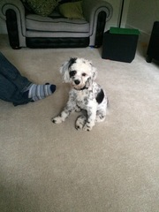 What's special about your breed of dog?