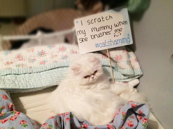 Cat Shaming Photographs :0)